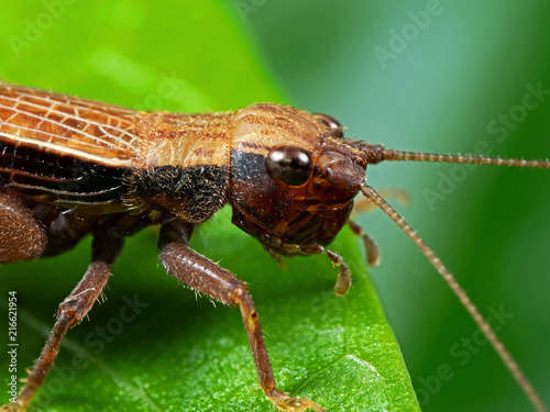 Macro Photo of Brown Grasshopper on Green Leaf