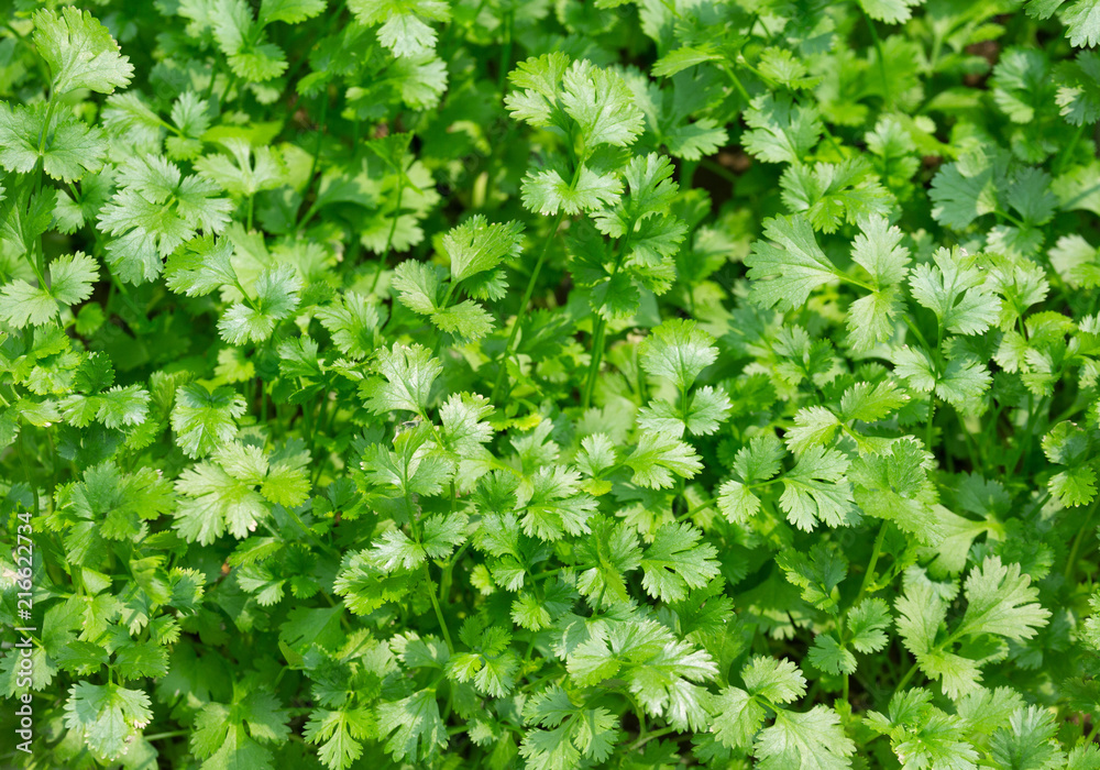 Coriander leaves of vegetables, herbs for cooking.