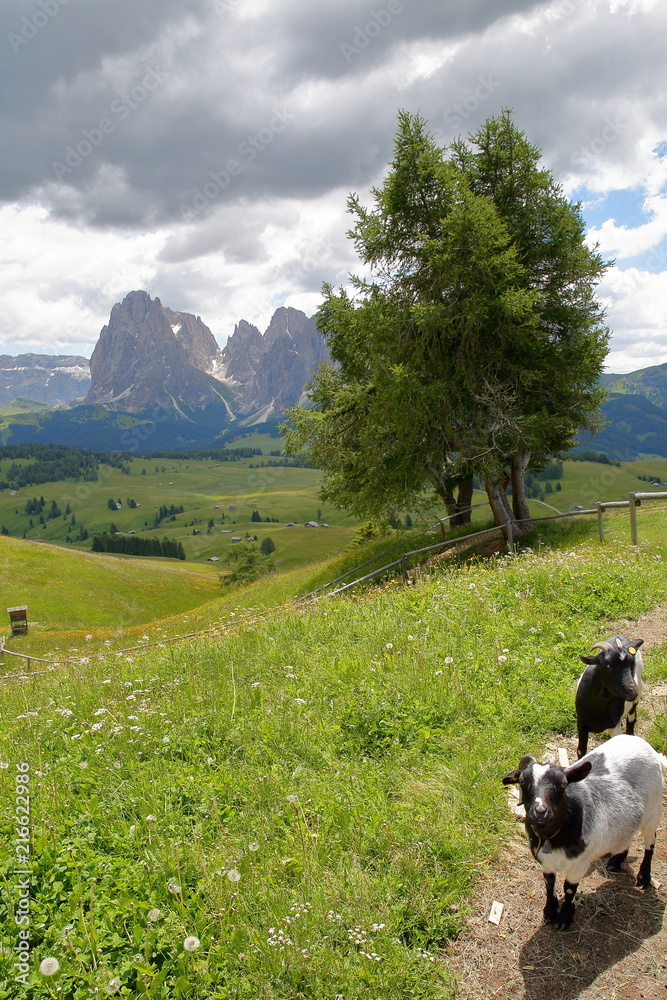 Goats in Alpe de Siusi above Ortisei with Sassoloungo mountain in the  background, Val Gardena, Dolomites, Italy Stock Photo | Adobe Stock