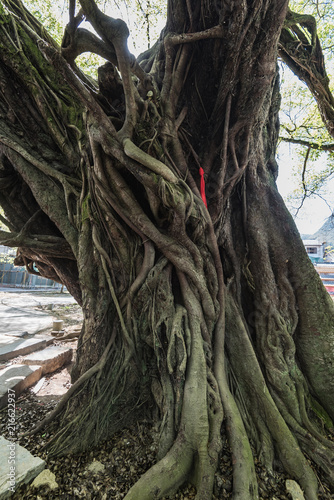 Huge banyan tree with roots