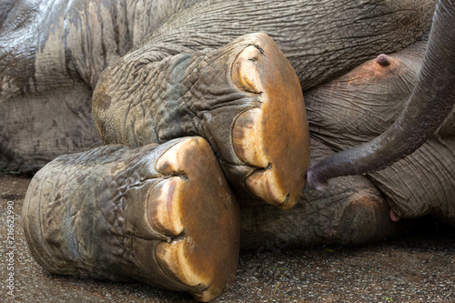 Canvas Print Foot of Asian Elephant.