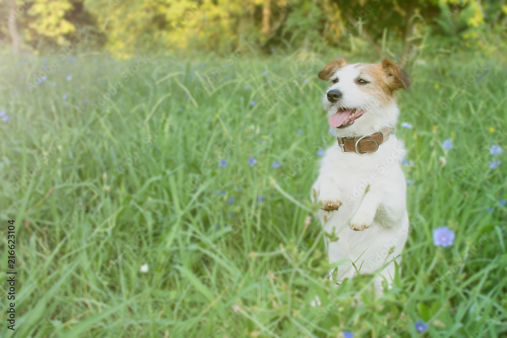 JACK RUSSELL DOG ON HIND LEGS IN FRONT OF A NATURAL GREEN BACKGROUND