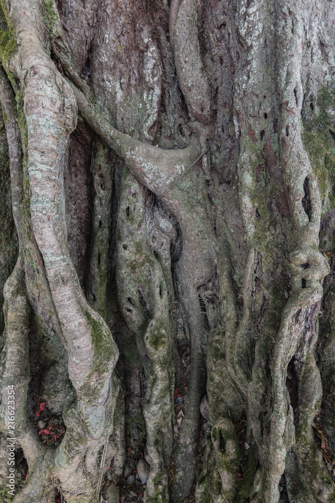 Huge banyan tree with roots