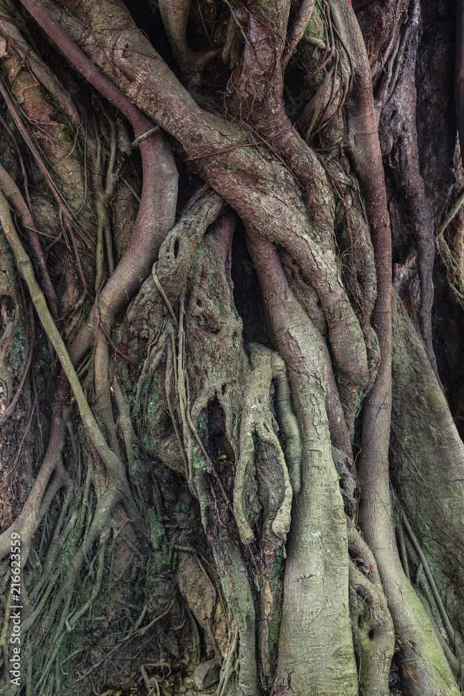 Huge banyan tree with roots