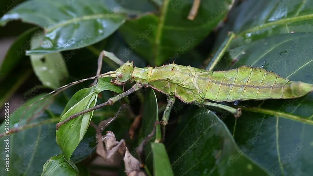 Exotic tropical insects in the terrarium of Thailand. Insects of Asia Exotic tropical insects in the terrarium of Thailand. Insects of Asia