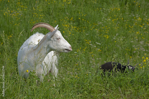 Photography ANIMALS - goats are grazed