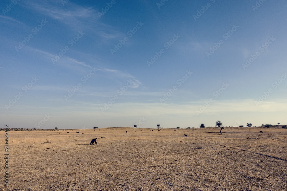 Thar Desert in Rajasthan India