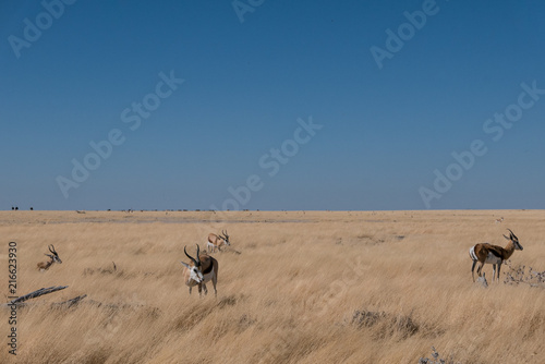 Springboks on savannah © Joanna