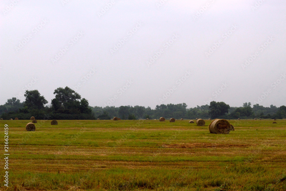 Dry hay in summer in the field