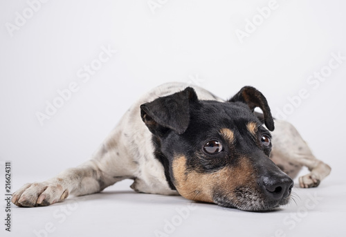 dog keeper lying down with sad look on white background