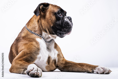 Boxer dog with suggestive look on white background