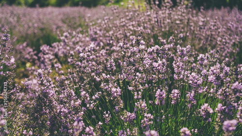 Lavender field in summer. Ukraine sunny day