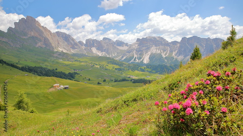 Puez Odle mountain range viewed from a hiking pass leading to Mount Pic (above Raiser Pass) with colorful flowers in the foreground, Val Gardena, Dolomites, Italy