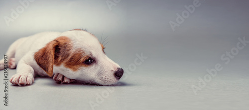 Jack Russell Terrier puppy lying down