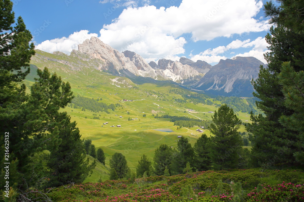 Puez Odle mountain range viewed from a hiking path leading to Mount Pic (above Raiser Pass) with colorful flowers and trees in the foreground, Val Gardena, Dolomites, Italy