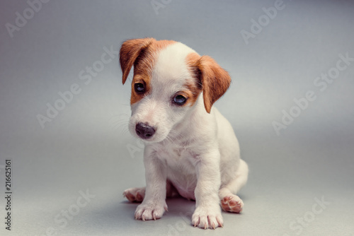 Jack Russell Terrier puppy sitting