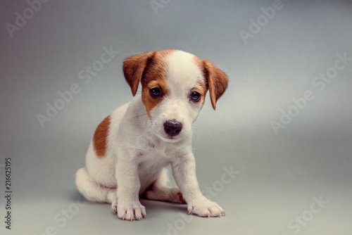 Jack Russell Terrier puppy sitting