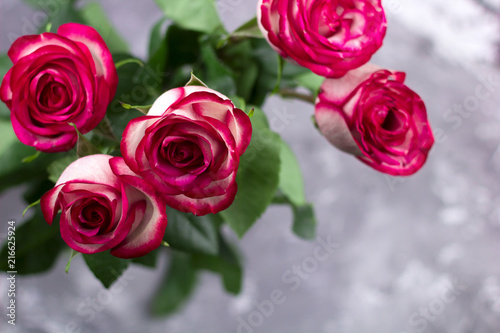 top view beautiful pink roses buds concrete background