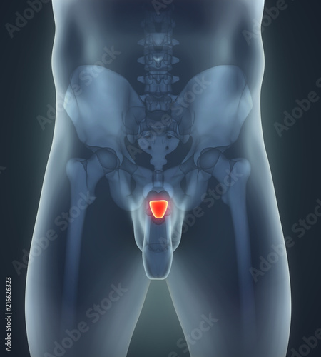 Human Prostate Gland photo