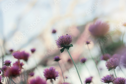 Purple flower at sky. photo