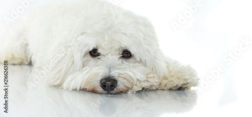 LITTLE MALTESE DOG LYING DOWN WITH SAD EXPRESSION ISOLATED ON WHITE BACKGROUND