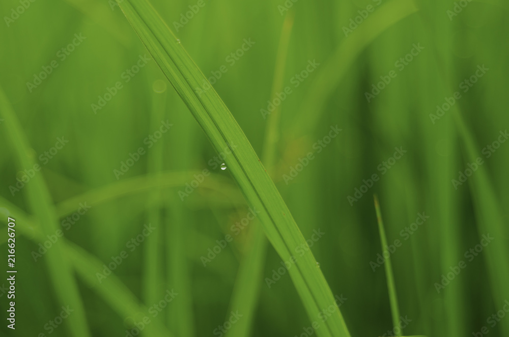 rice fram green background drop water and bamboo hut
rice fram green background drop water and bamboo hut