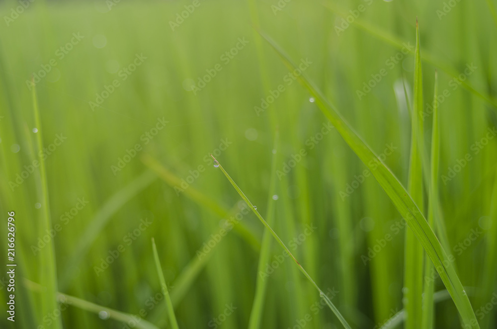 rice fram green background drop water and bamboo hut
rice fram green background drop water and bamboo hut