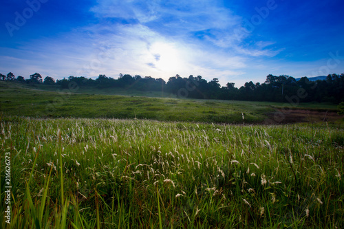Meadows in Khao Yai National Park  Thailand.