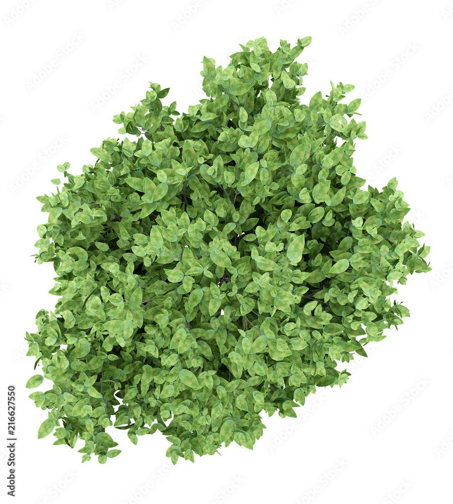 Fototapeta premium pomelo tree isolated on white background. top view