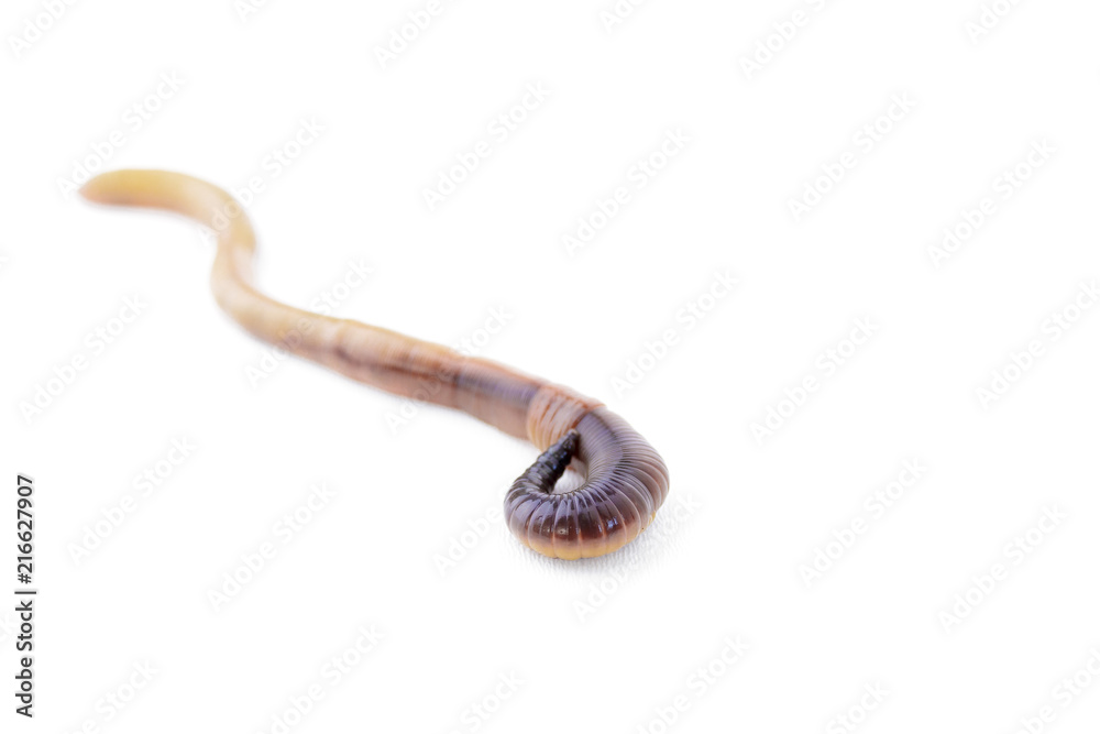 Fototapeta premium Macro Shot of Shiny Brown Earthworm Cut Out Version 2
