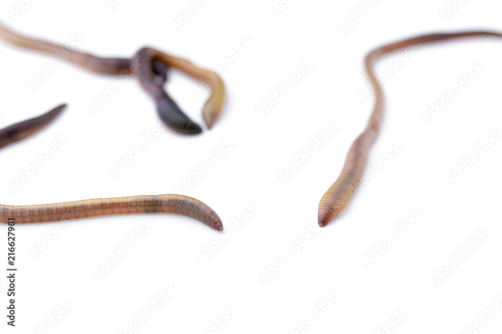 Close Up of Earthworms on a White Background Version 2 Close Up of Earthworms on a White Background Version 2