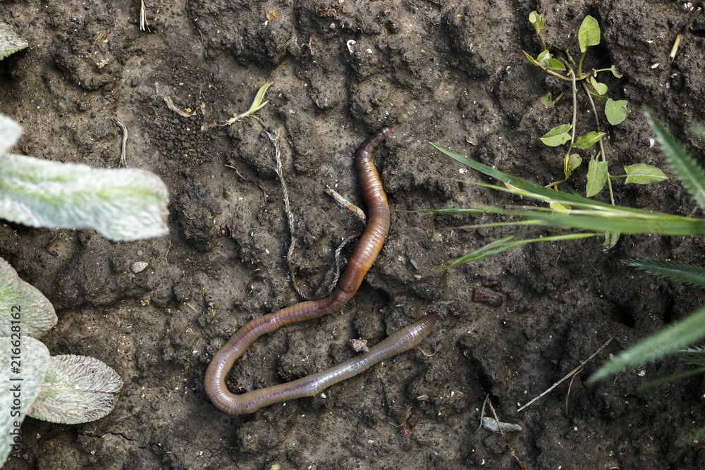 Overhead View of Fat Earthworm on Ground Dirt Version 2 Overhead View of Fat Earthworm on Ground Dirt Version 2