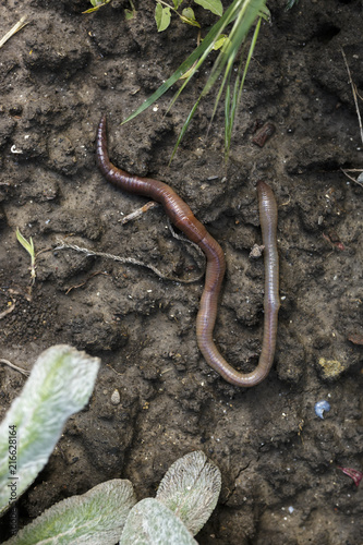 Overhead View of Earthworm on Garden Soil