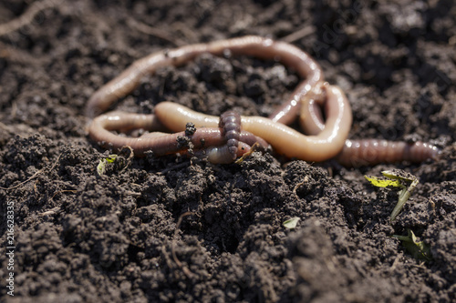 Macro Shot of Earthworms on Soil Version 2