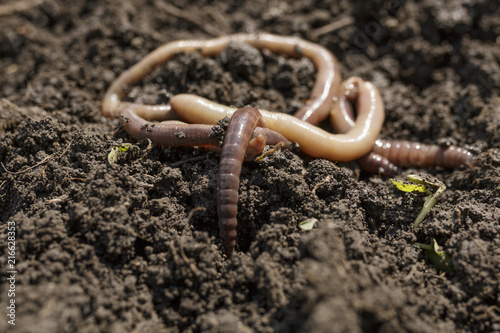 Macro Shot of Earthworms on Dirt Version 2