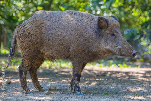 Wildschwein Sau steht vor grünem Bokeh-Hintergrund