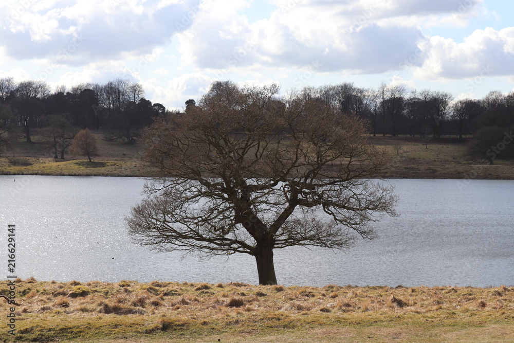 Lakeland landscape