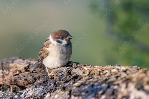 Eurasian tree sparrow (Passer Montanus) sitting sideways by small pond in the forest