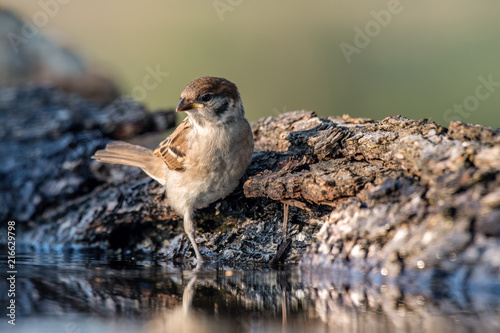 Eurasian tree sparrow (Passer Montanus) sitting sideways by small pond in the forest