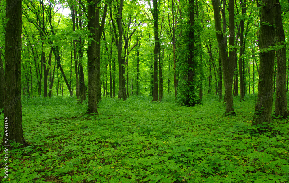Forest trees in spring Forest trees in spring