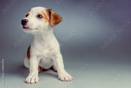 Fototapeta Naklejka Na Ścianę i Meble -  Jack Russell Terrier puppy on a silver background sitting
