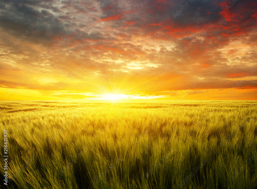 Sunset on the wheat