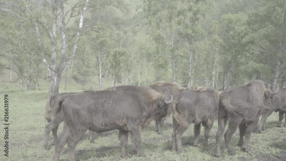 Thoroughbred powerful bison graze in the forest and eat grass. Bison graze in the herd. S-log, ungraded Thoroughbred powerful bison graze in the forest and eat grass. Bison graze in the herd. S-log, ungraded