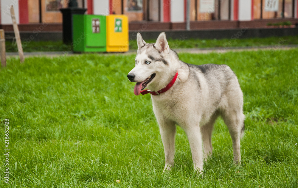 Alaskan Malamute in flowers Alaskan Malamute in flowers