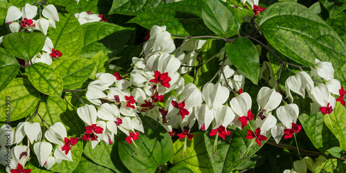 Bleeding Heart or Bleeding Heart Vine, Clerodendron or Glory Bower, Clerodendrum thomsonii (Clerodendrum thomsoniae), Lamiaceae