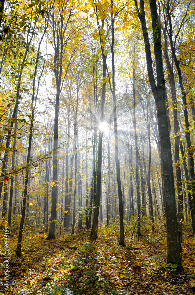 Rays of sun among trees in the autumn forest.