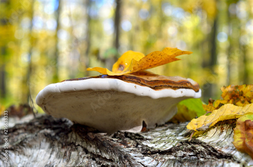 Polypore grows on the trunk of tree in autumn forest photo