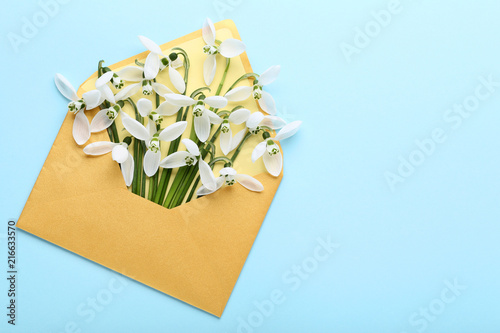 Fototapeta Naklejka Na Ścianę i Meble -  Snowdrop flowers in envelope on mint background