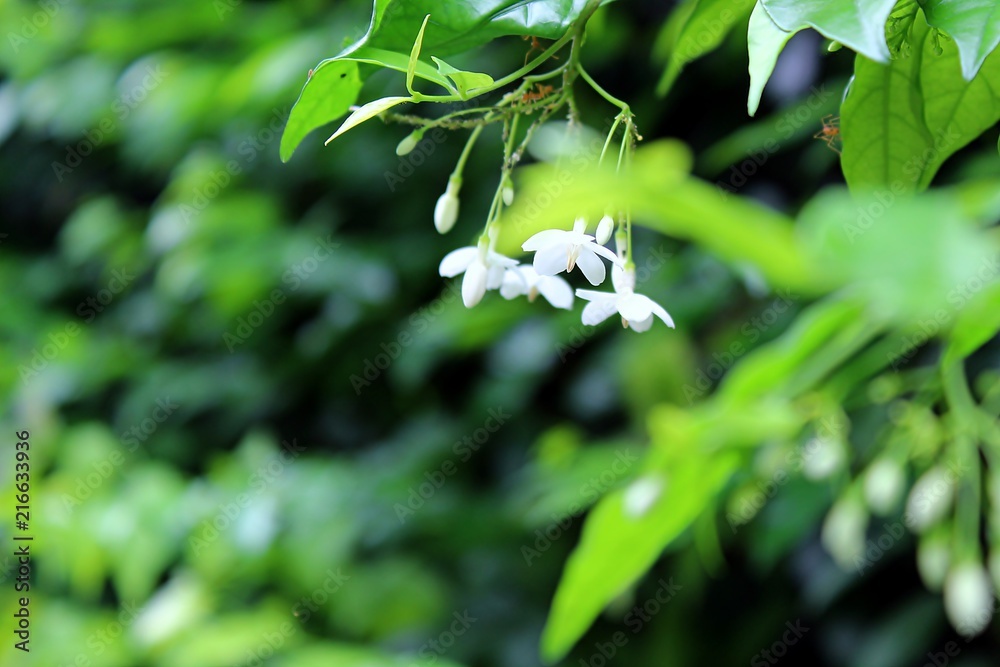 Wrightia religiosa Benth. White flowers with lush green leaves growing in a natural green background. Wrightia religiosa Benth. White flowers with lush green leaves growing in a natural green background.