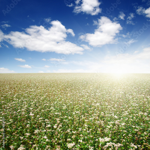 buckwheat field on sky
